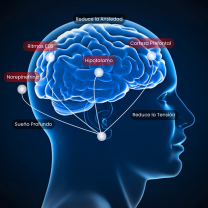 Neurotransmisor